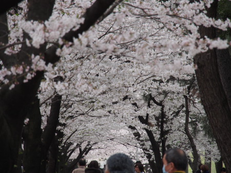 f:id:sn1nsmr:20130331200521j:image f:id:sn1nsmr:20130331200521j:image