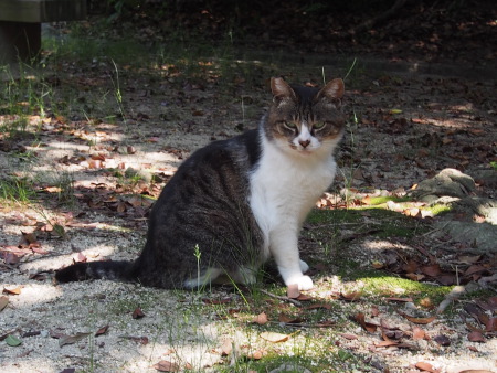 f:id:sn1nsmr:20130607235456j:image f:id:sn1nsmr:20130607235456j:image