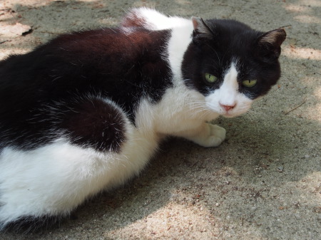 f:id:sn1nsmr:20130607235457j:image f:id:sn1nsmr:20130607235457j:image