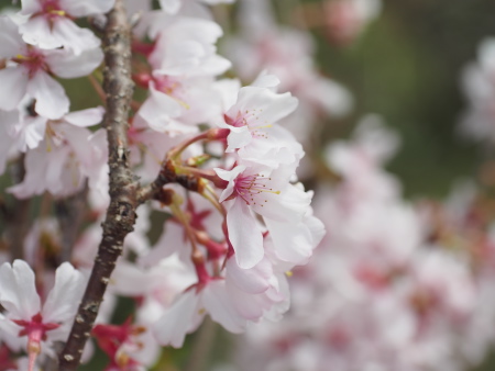 f:id:sn1nsmr:20160402235349j:image