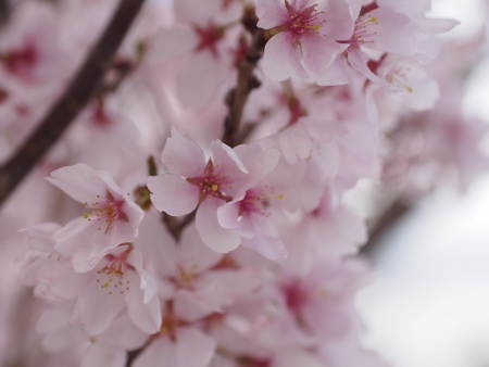 f:id:sn1nsmr:20160402235350j:image