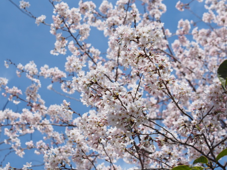 f:id:sn1nsmr:20160402235352j:image