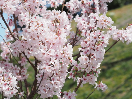 f:id:sn1nsmr:20160402235353j:image