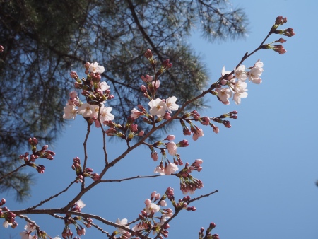 f:id:sn1nsmr:20170404014448j:image