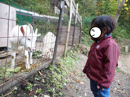 f:id:sn1nsmr:20171117144217j:image