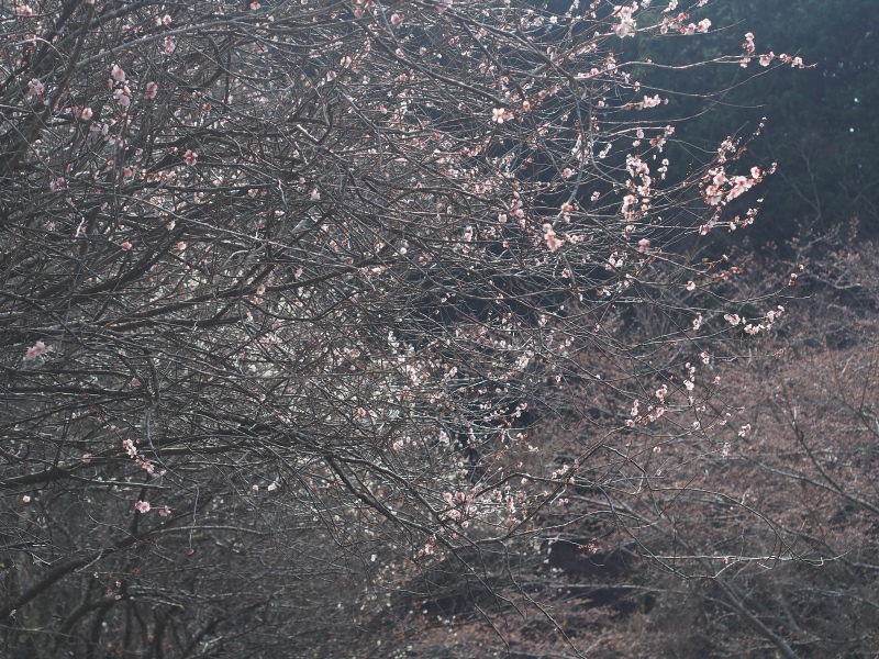 f:id:sn1nsmr:20200327234445j:plain f:id:sn1nsmr:20200327234445j:plain