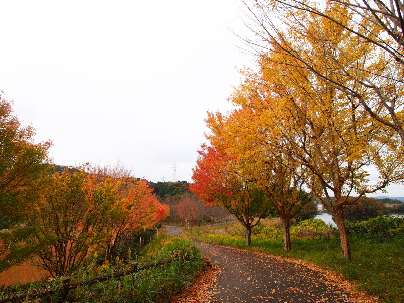 f:id:sn1nsmr:20201116133157j:plain