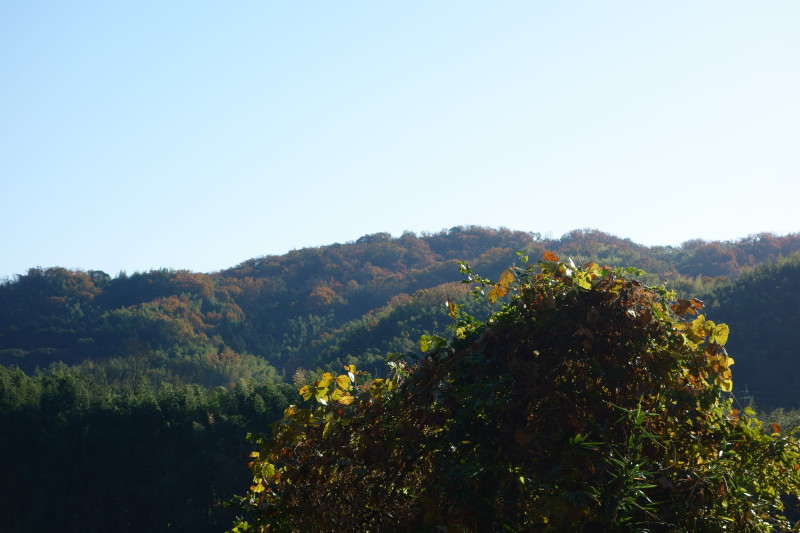 f:id:sn1nsmr:20201207143453j:plain
