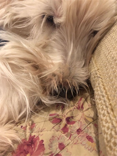 f:id:sn23:20191218175833j:image
