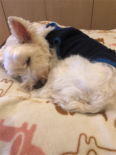 f:id:sn23:20191228231001j:image