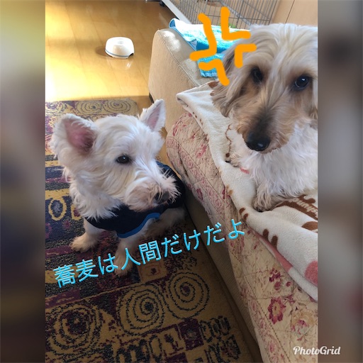 f:id:sn23:20191231213500j:image