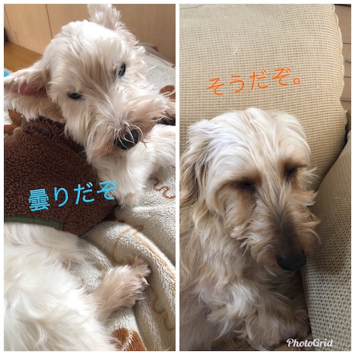 f:id:sn23:20200112121253j:image