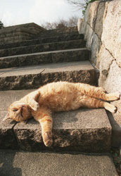 f:id:sna59717:20100627030529j:image