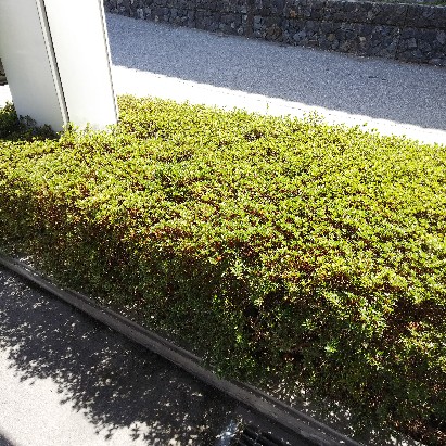 f:id:sndi_mint:20180429101736j:plain f:id:sndi_mint:20180429101736j:plain