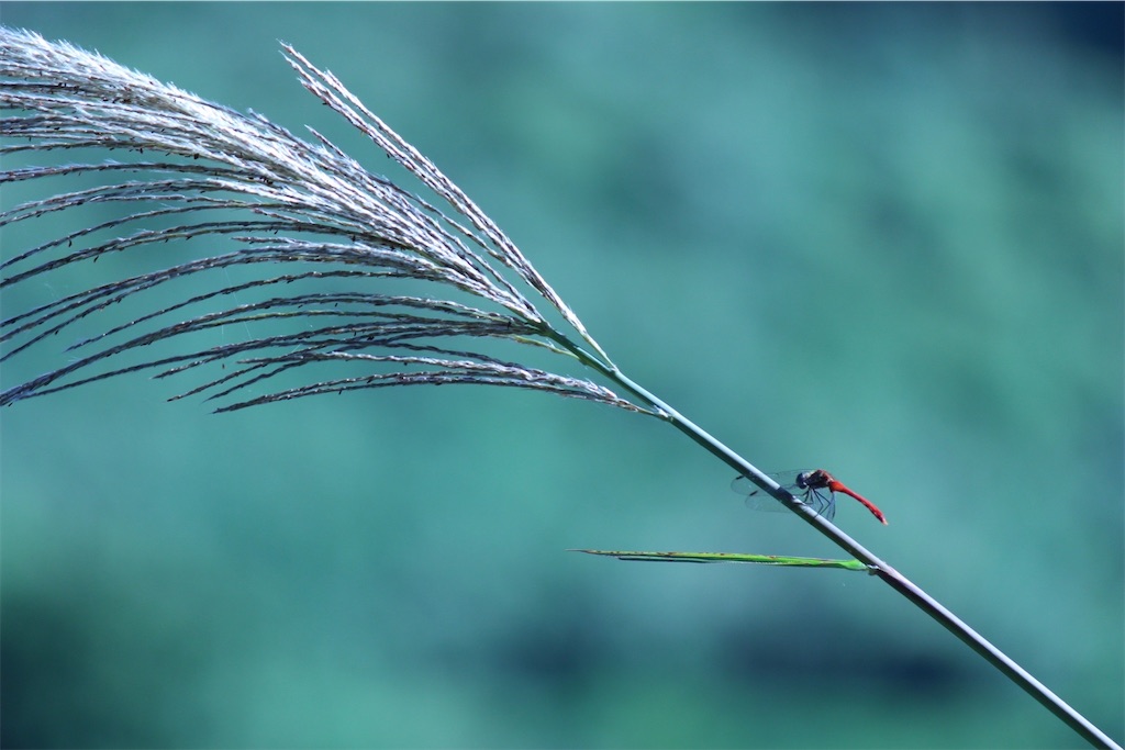 f:id:sneakattackersangalearner:20210922000259j:image