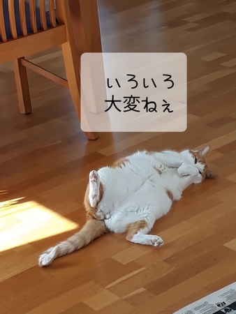 f:id:sneezycat:20200315110936j:plain f:id:sneezycat:20200315110936j:plain