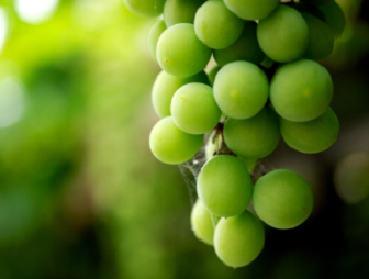 f:id:snns1029:20160804102840p:plain