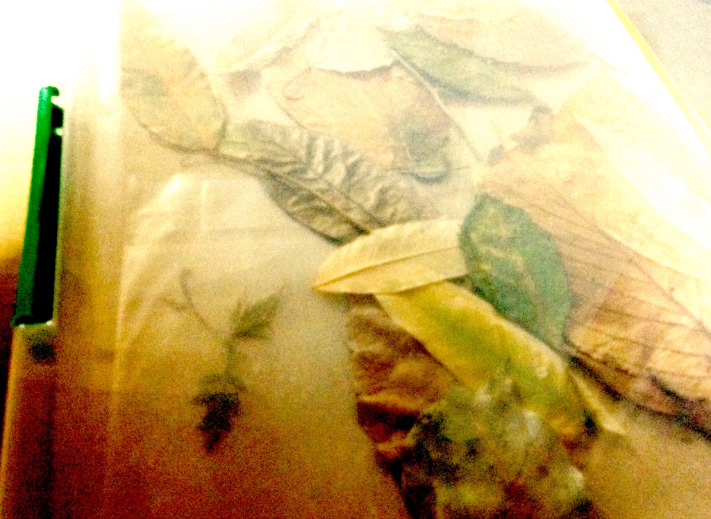 f:id:snoflinga_and:20160721162556j:plain