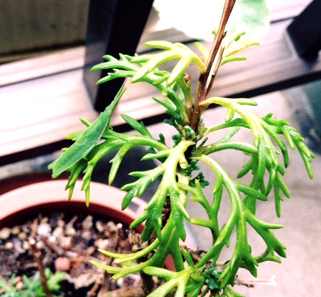 f:id:snoflinga_and:20160724012850j:plain f:id:snoflinga_and:20160724012850j:plain