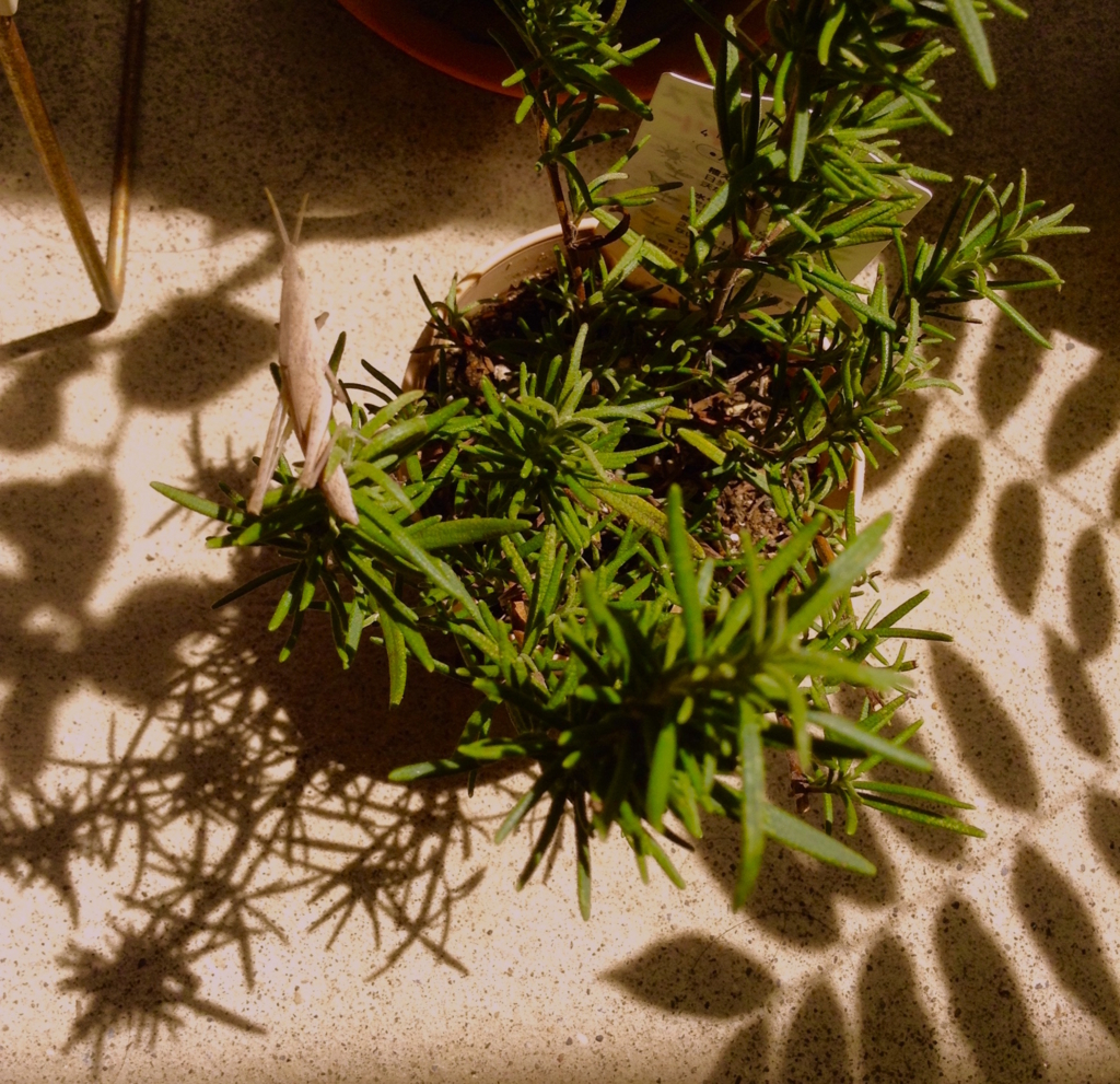 f:id:snoflinga_and:20160809143129j:plain f:id:snoflinga_and:20160809143129j:plain