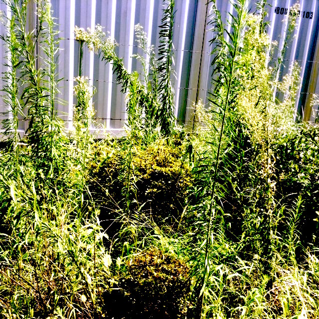 f:id:snoflinga_and:20160823223852j:plain