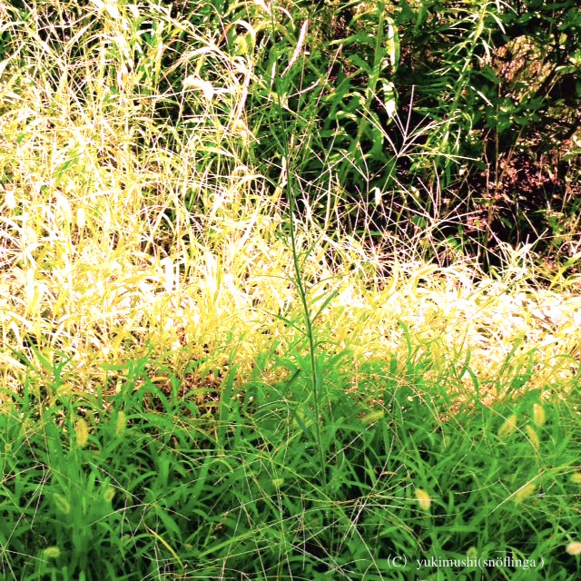 f:id:snoflinga_and:20160909182712j:plain f:id:snoflinga_and:20160909182712j:plain