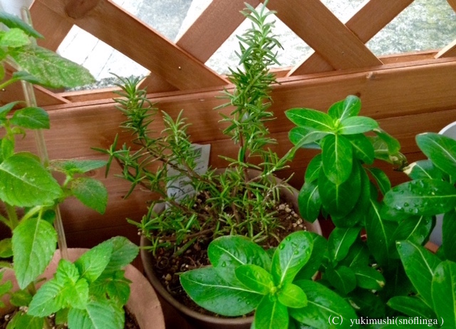 f:id:snoflinga_and:20160918224101j:plain