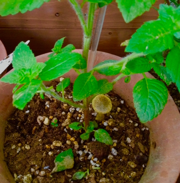 f:id:snoflinga_and:20160918224616j:plain