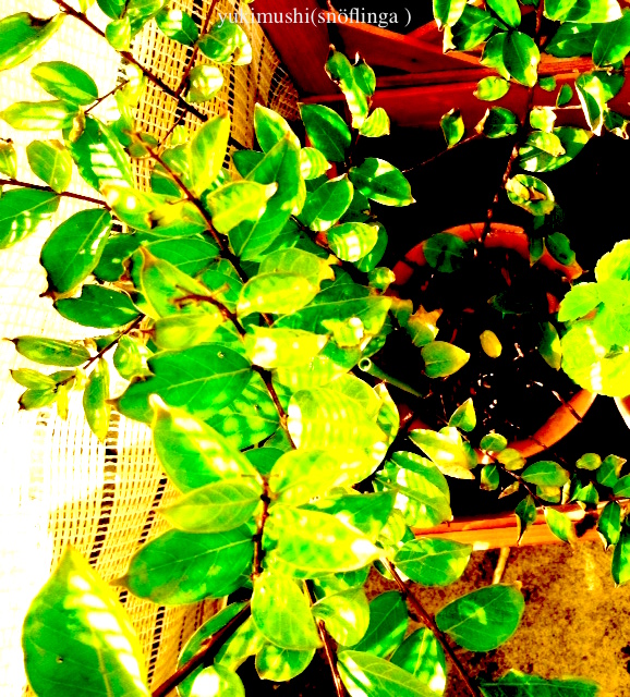 f:id:snoflinga_and:20161018160500j:plain