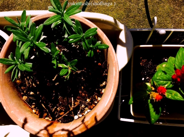 f:id:snoflinga_and:20161018160824j:plain