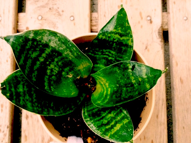 f:id:snoflinga_and:20161028212615j:plain