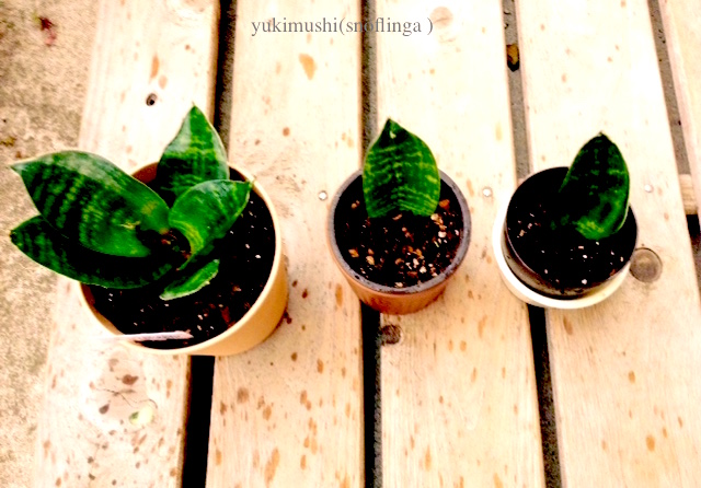 f:id:snoflinga_and:20161028212848j:plain