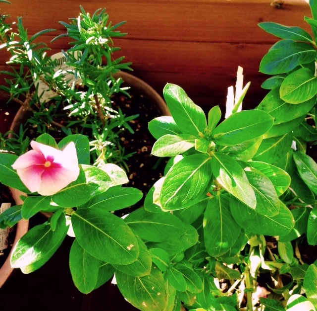 f:id:snoflinga_and:20161212204341j:plain