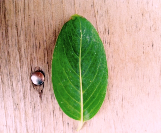 f:id:snoflinga_and:20161212204721j:plain