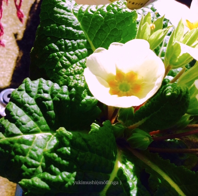 f:id:snoflinga_and:20170120122440j:plain