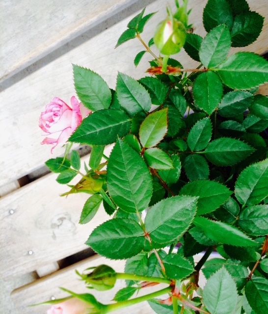 f:id:snoflinga_and:20170120123556j:plain