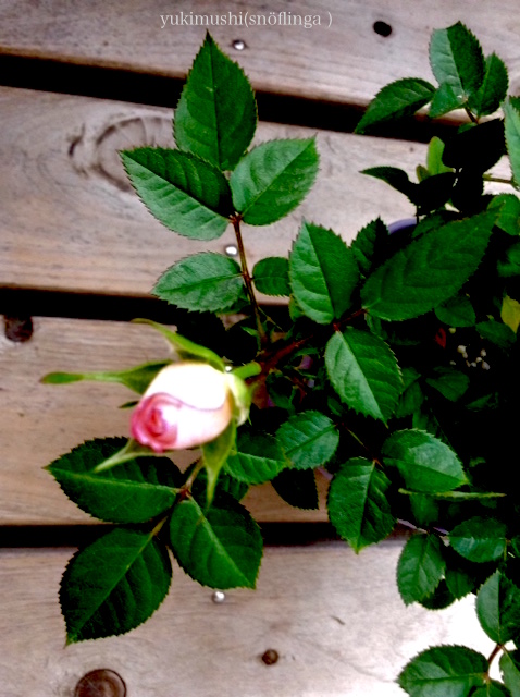 f:id:snoflinga_and:20170120124254j:plain