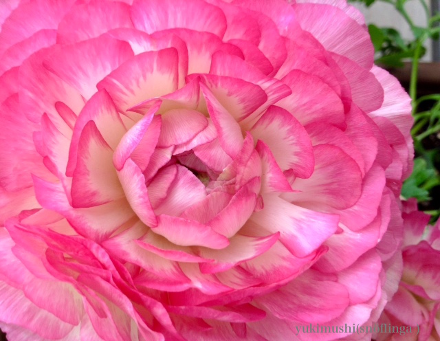 f:id:snoflinga_and:20170212004229j:plain f:id:snoflinga_and:20170212004229j:plain