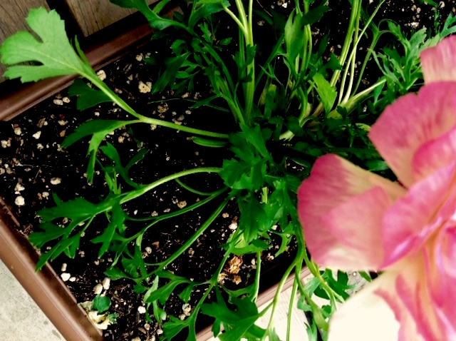 f:id:snoflinga_and:20170212004738j:plain f:id:snoflinga_and:20170212004738j:plain