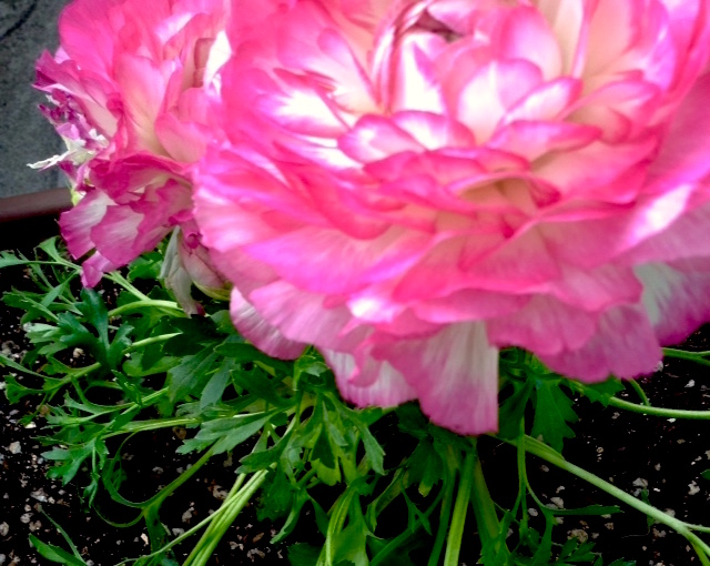 f:id:snoflinga_and:20170212005912j:plain f:id:snoflinga_and:20170212005912j:plain