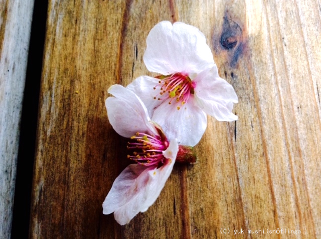 f:id:snoflinga_and:20170506215714j:plain f:id:snoflinga_and:20170506215714j:plain