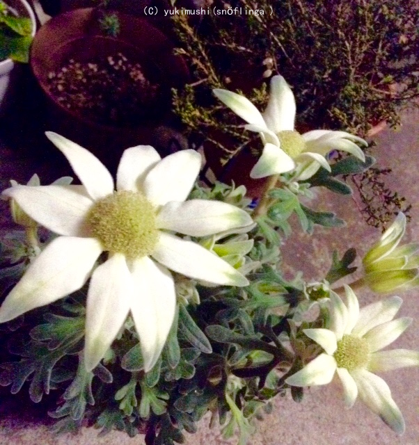 f:id:snoflinga_and:20170506224945j:plain f:id:snoflinga_and:20170506224945j:plain