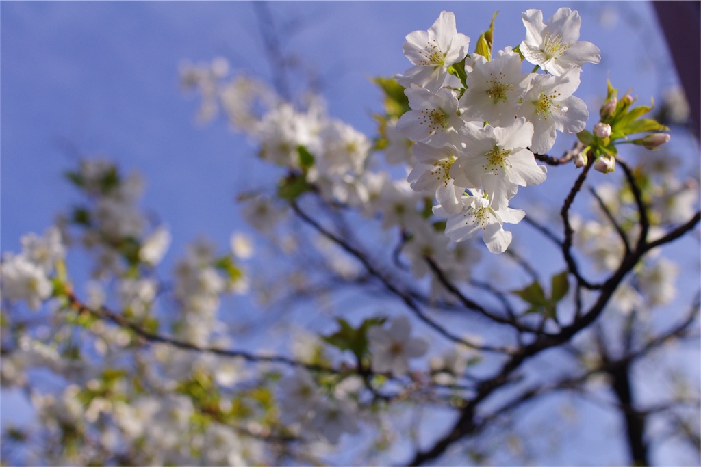f:id:snoooow:20170408192418j:image