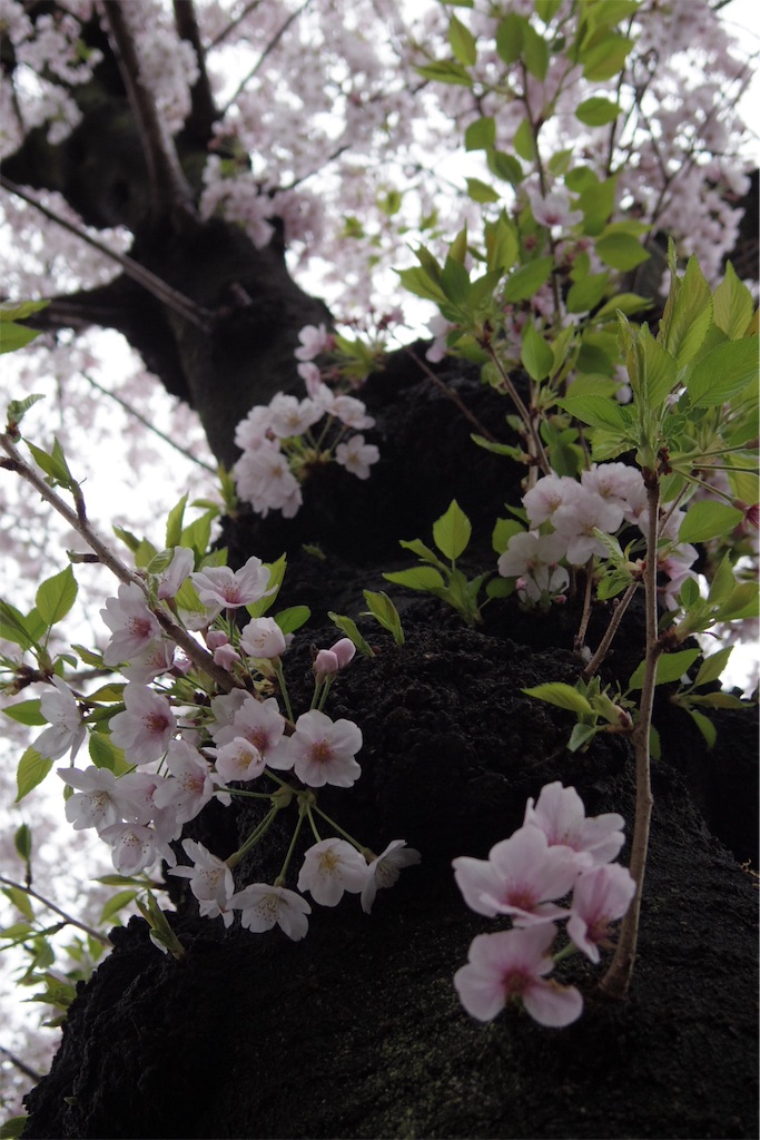 f:id:snoooow:20170409065730j:image