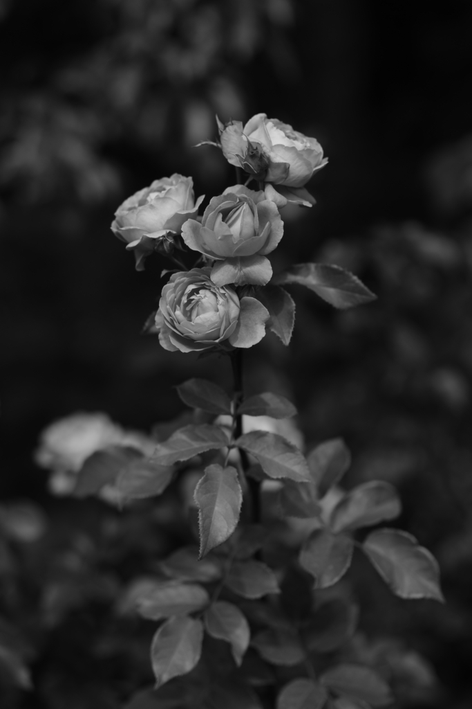 f:id:snopan:20180529210242j:plain