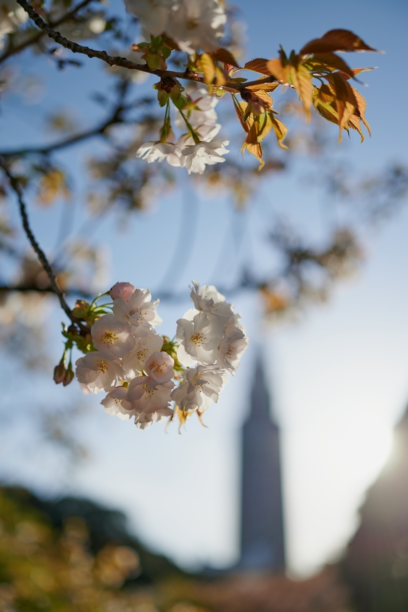 f:id:snopan:20190422014736j:plain