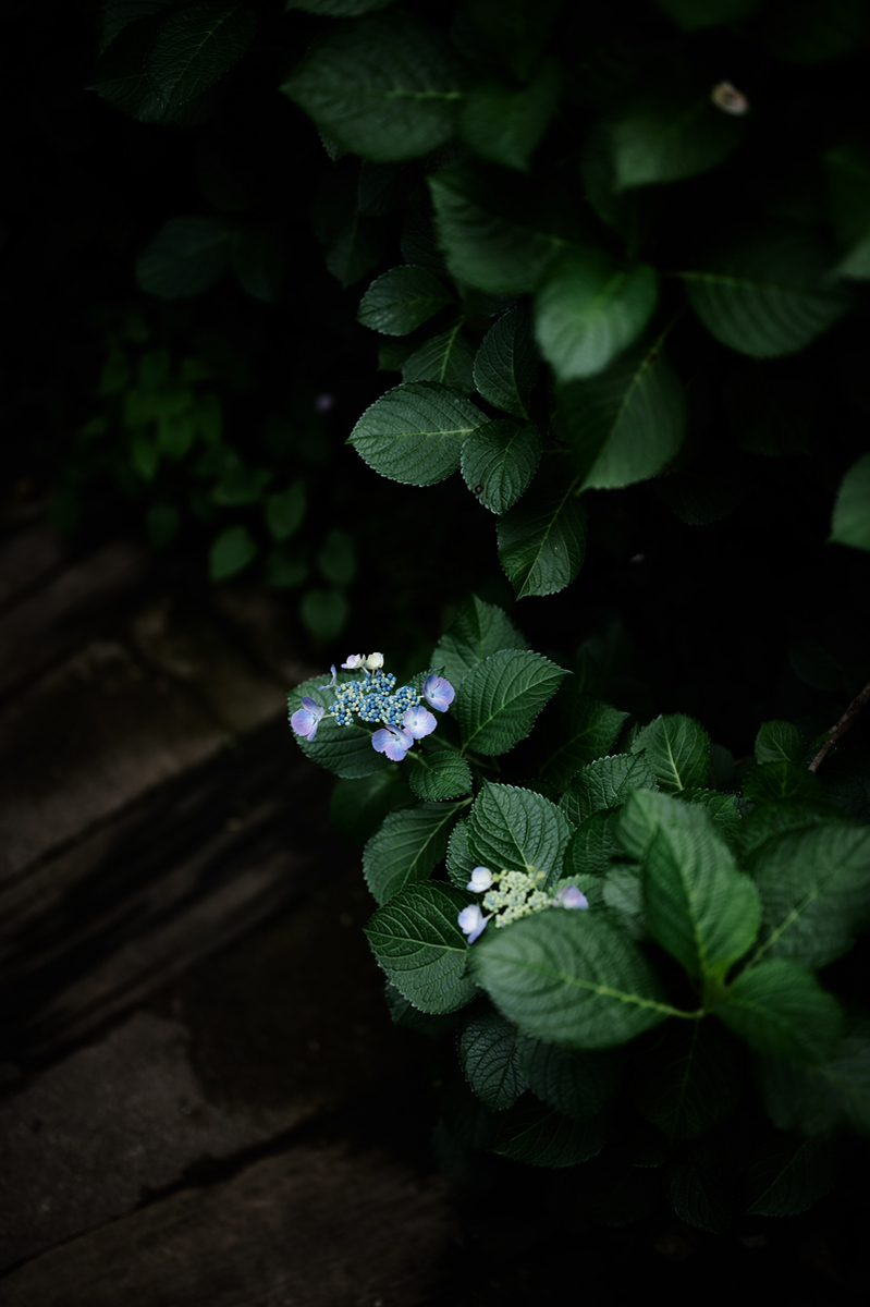 f:id:snopan:20190614010221j:plain