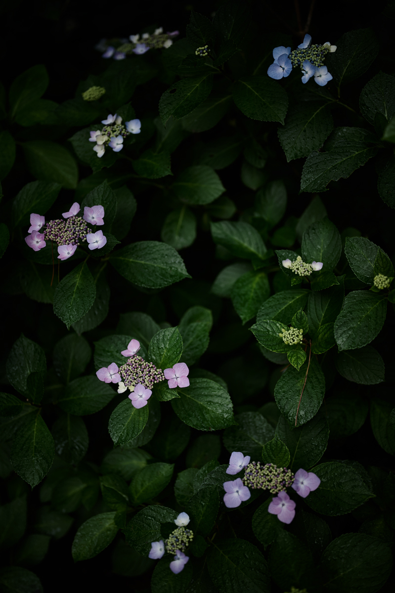 f:id:snopan:20190614010248j:plain