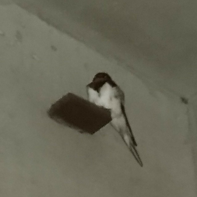 f:id:snow0303:20170501183646j:plain f:id:snow0303:20170501183646j:plain