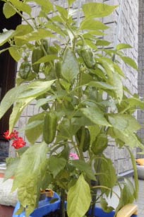 f:id:snow123:20110828231549j:image:right:w180